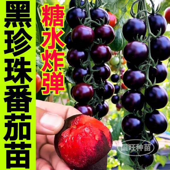 黑珍珠番茄苗秧超甜宝石种