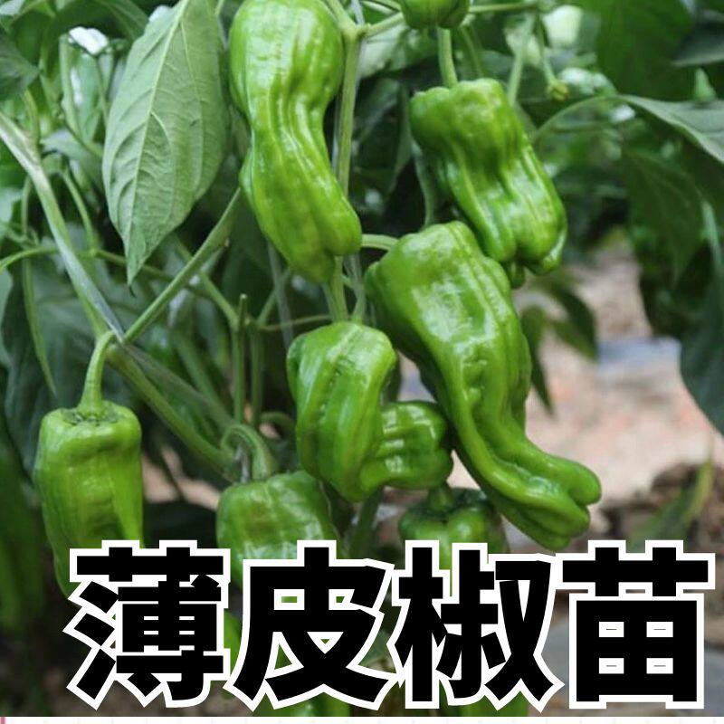 抗病薄皮椒秧苗正宗薄皮椒苗子