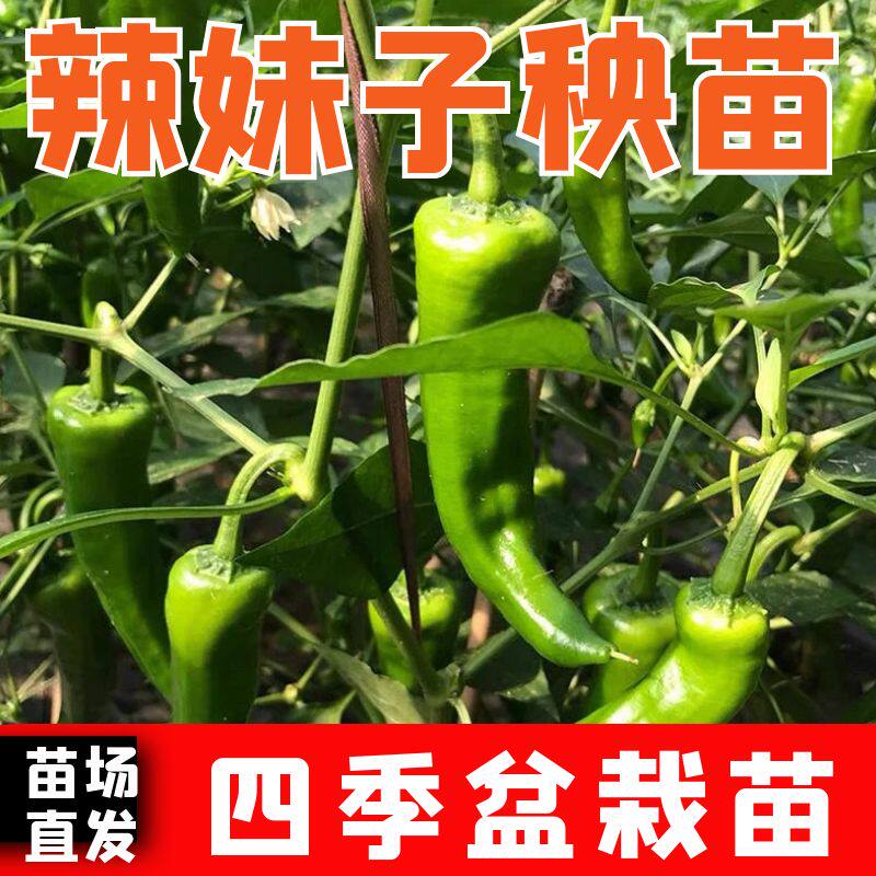 抗病辣妹子秧苗小辣椒秧苗苗子