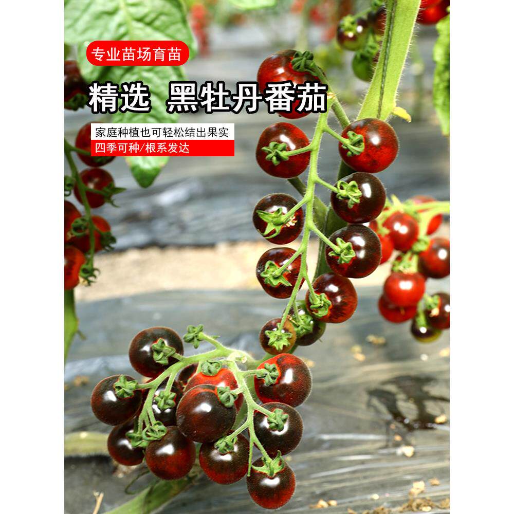 黑牡丹番茄种苗秧西柿珍珠