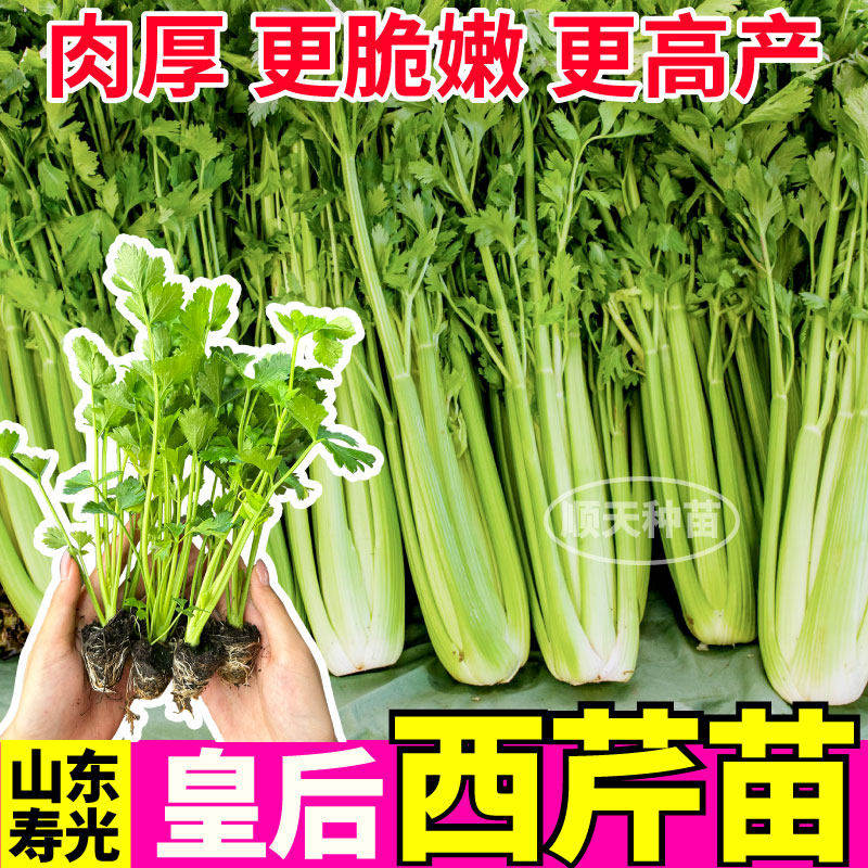 皇后大肉西芹秧苗盆栽耐寒