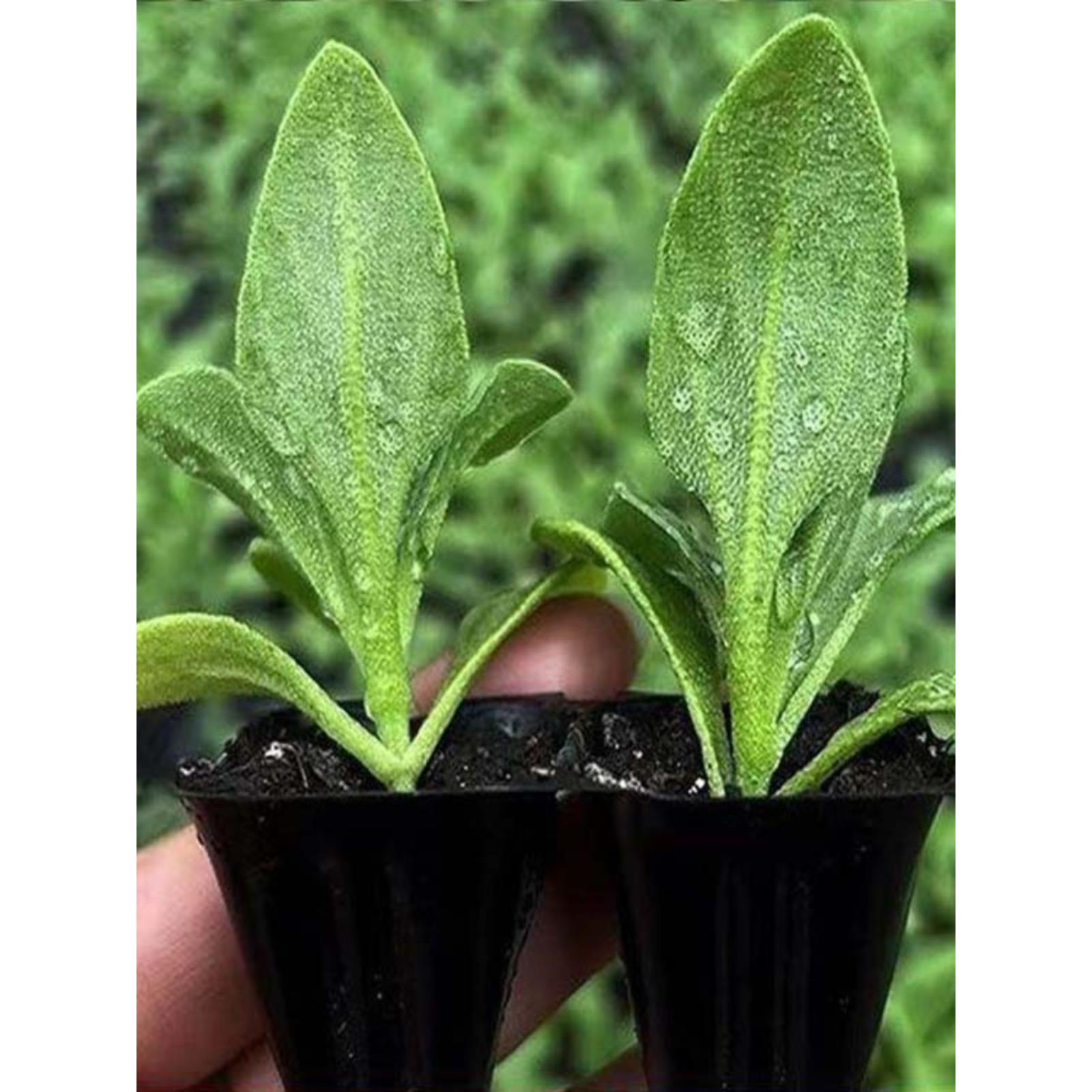 水晶冰菜苗特色盆栽蔬种秧