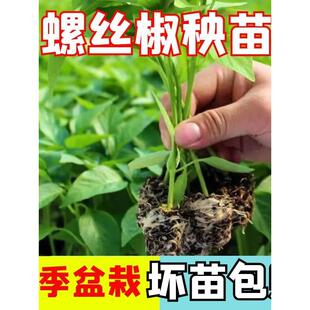 螺丝椒秧苗苗子辣椒盆栽菜苗蔬菜秧幼苗海椒秧苗新鲜薄皮孑