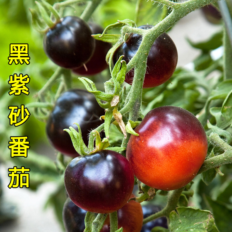 黑紫砂番茄种子籽大果色