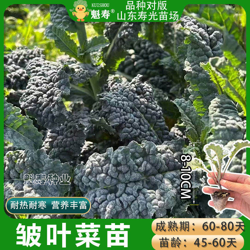 皱叶菜苗懒人蔬黑宝石羽衣