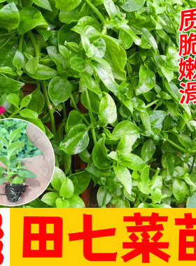 养生田七苗子特色野菜保健