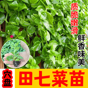 养生田七苗子特色野菜保健菜三七菜食用种子抗病耐寒强四季蔬菜