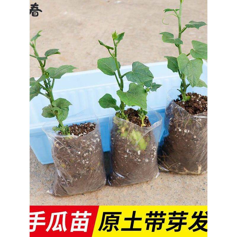 佛手瓜种苗带芽新鲜发子籽