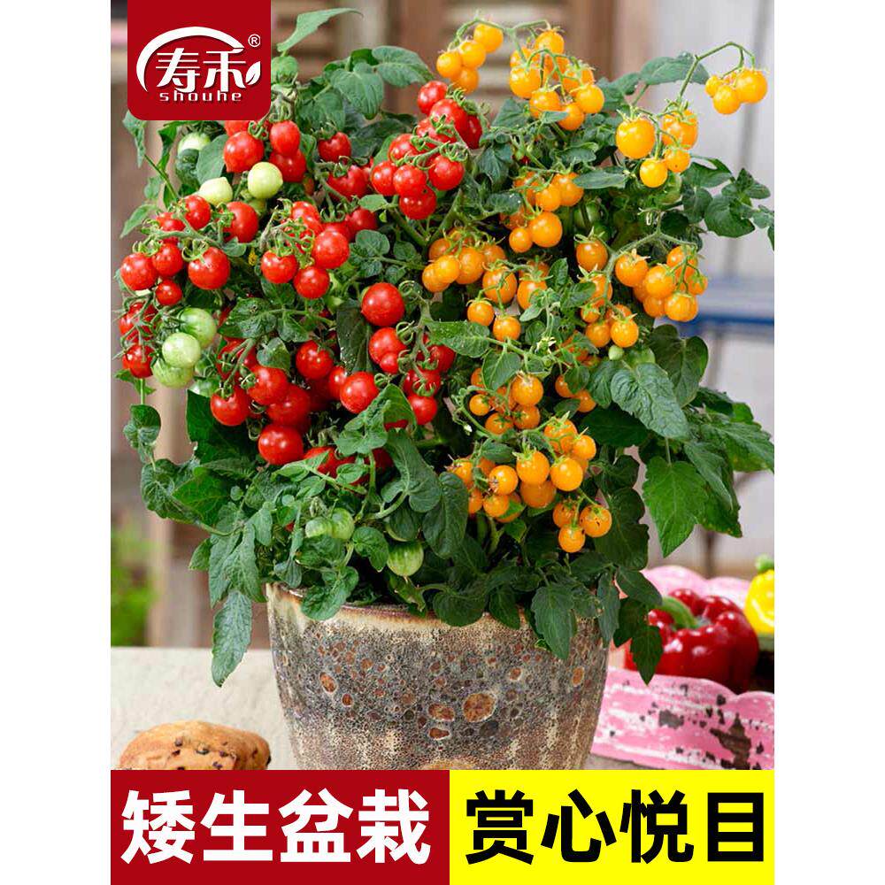 矮生盆栽小番茄苗植株种子