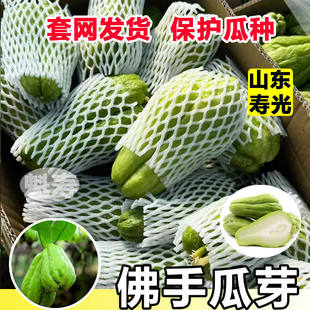 佛手瓜种子种籽种植秧苗瓜苗发芽种瓜白带芽扶手瓜苗秧龙须菜孑子