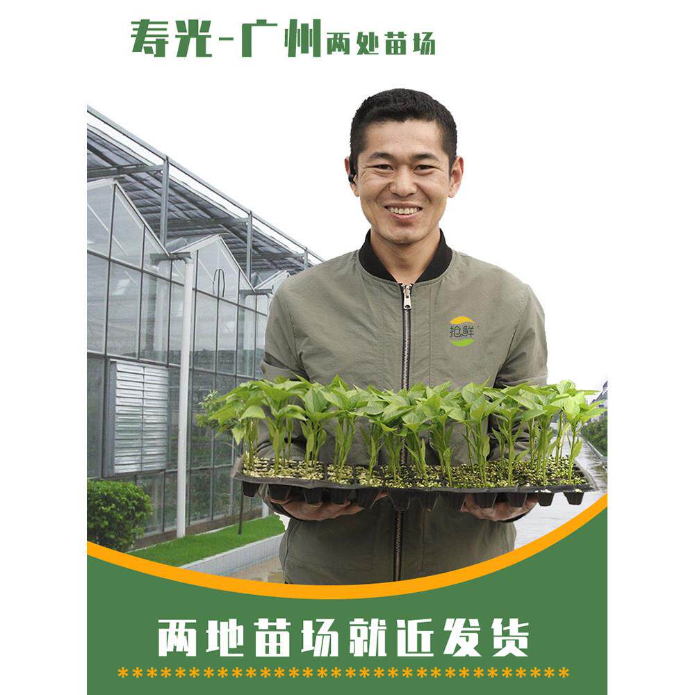 蔬菜苗大全四季盆栽秧番茄
