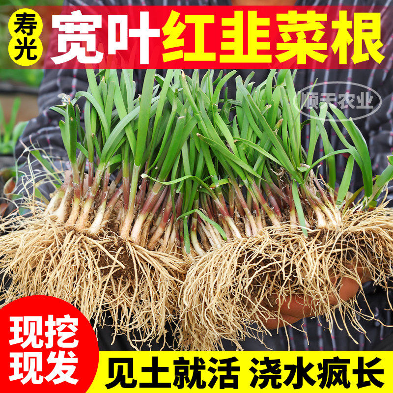 寿光头茬宽叶韭菜根山东独