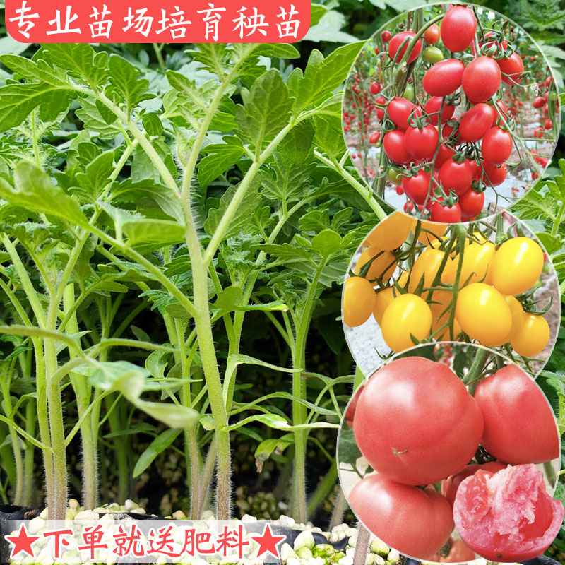 番茄苗大粉千禧樱桃西红柿