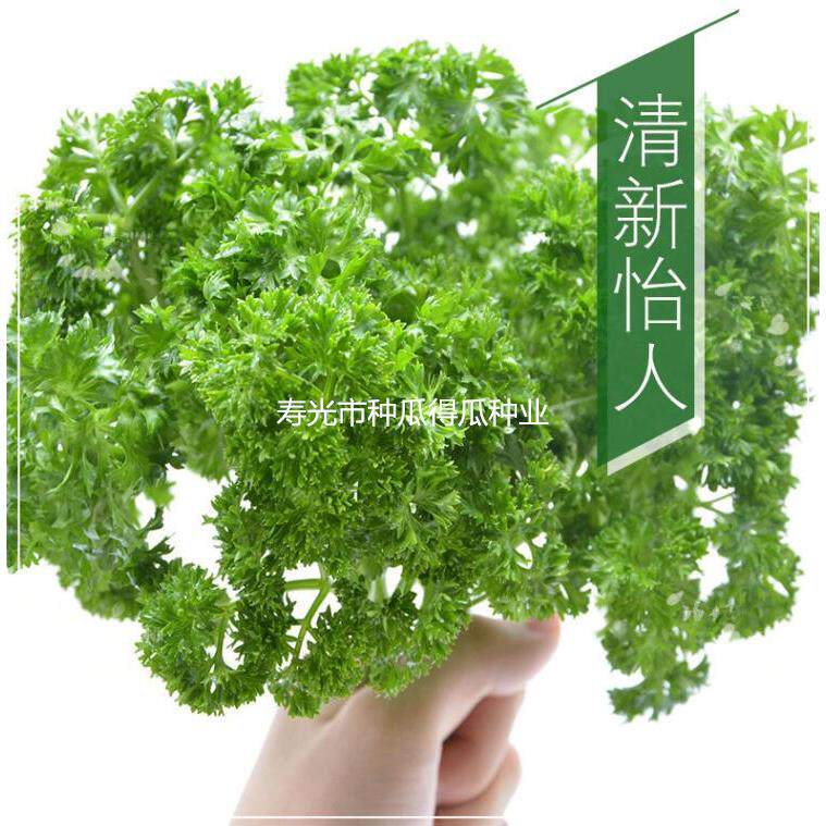 摩西香芹种子苗欧菜芫荽小
