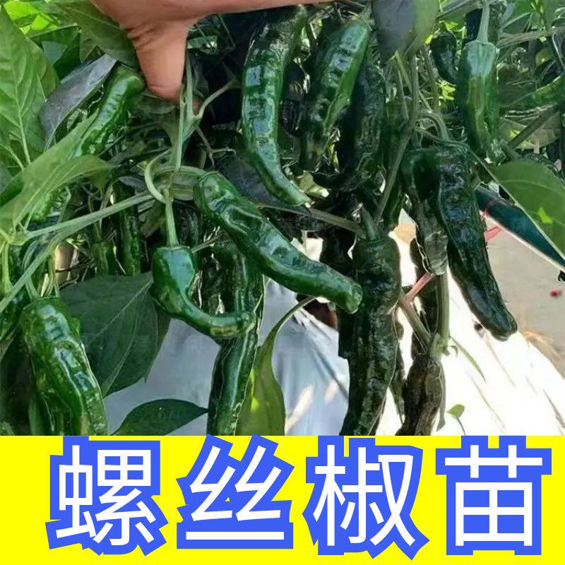 螺丝椒苗辣秧香高产陇幼皱