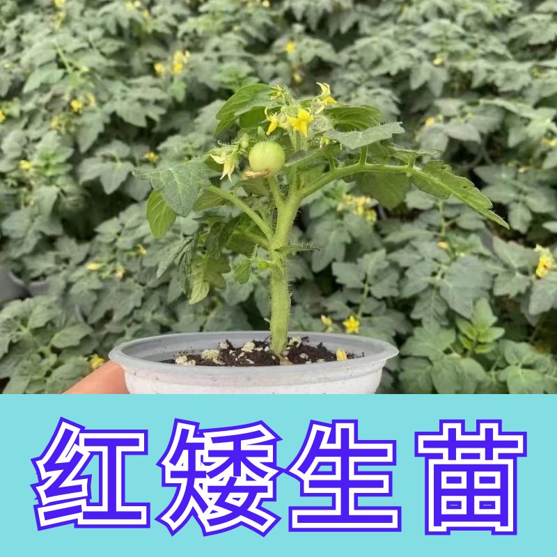 蔬菜苗红矮生小番茄西红柿苗秧甜辣椒番茄四季阳台盆栽圣女果幼苗 鲜花速递/花卉仿真/绿植园艺 家庭园艺种子 原图主图