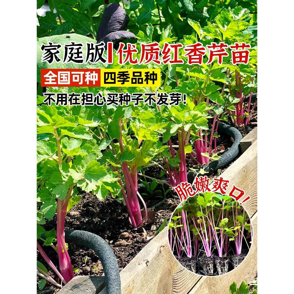 四季紫红芹菜苗秧水果小香