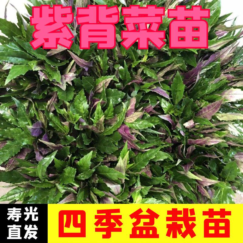 紫背天葵苗贝菜蔬青观音室