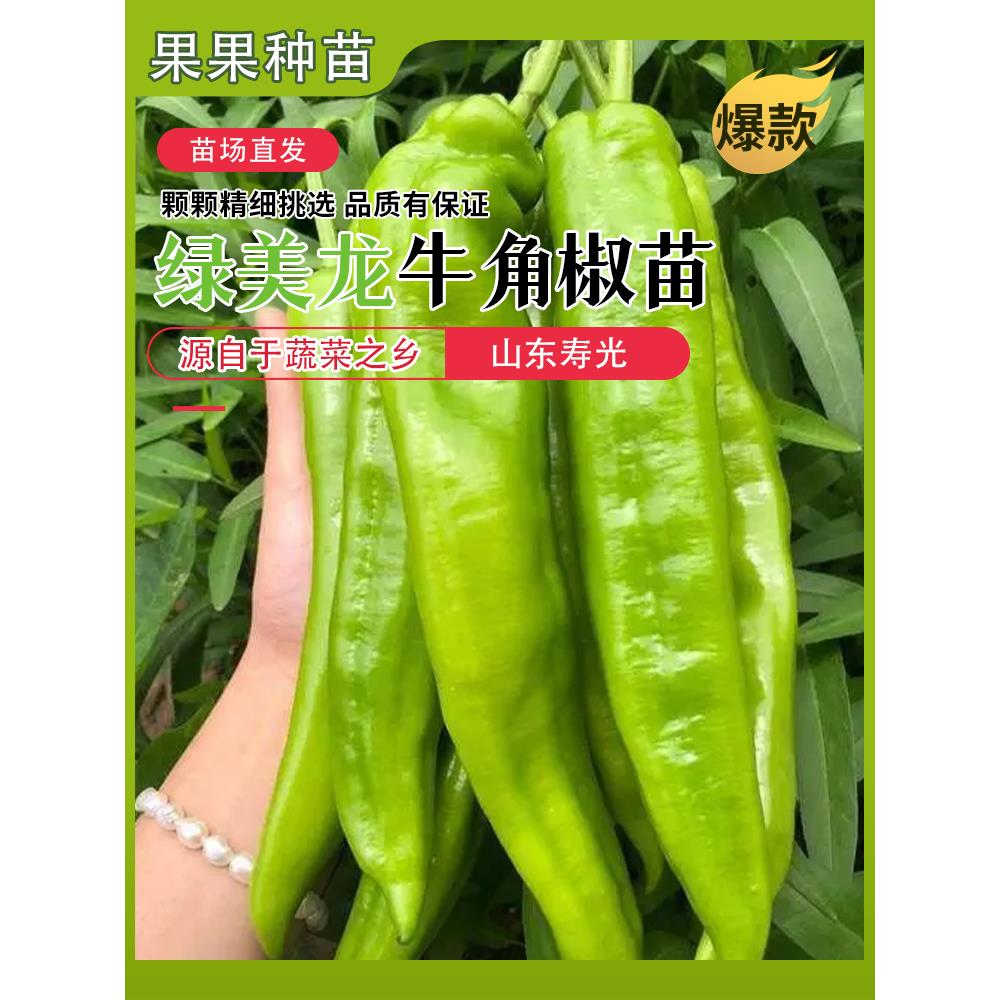 绿美龙特大牛角辣椒苗种子