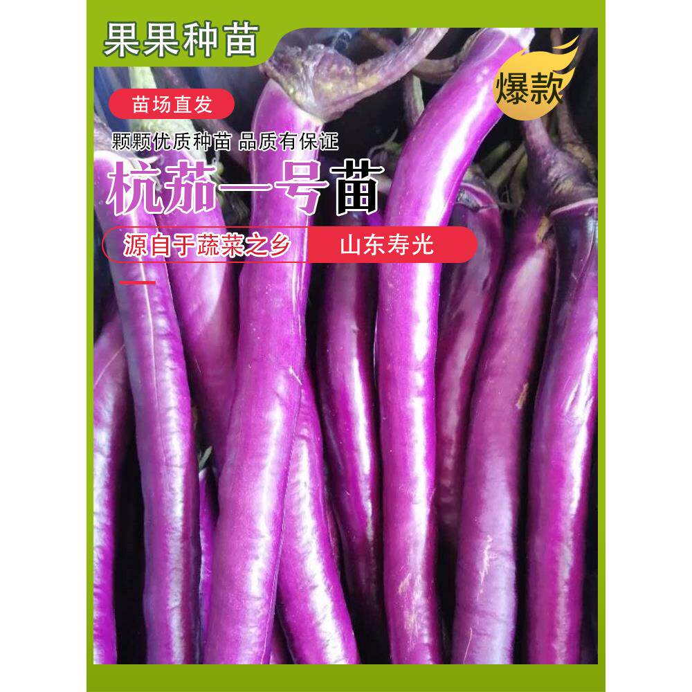 四季茄子苗秧嫁接杭一号线