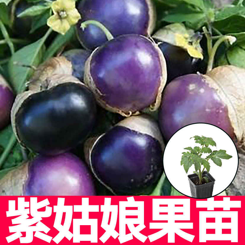 东北紫姑娘果苗秧带土球春