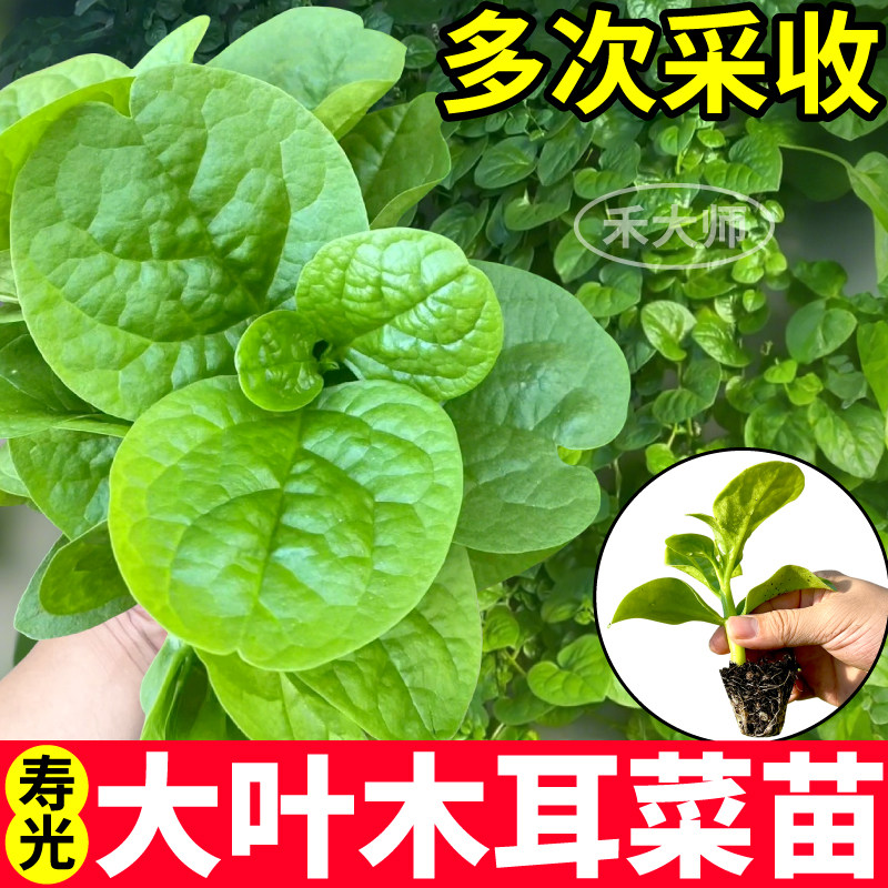 圆叶大木耳菜苗秧四季高产
