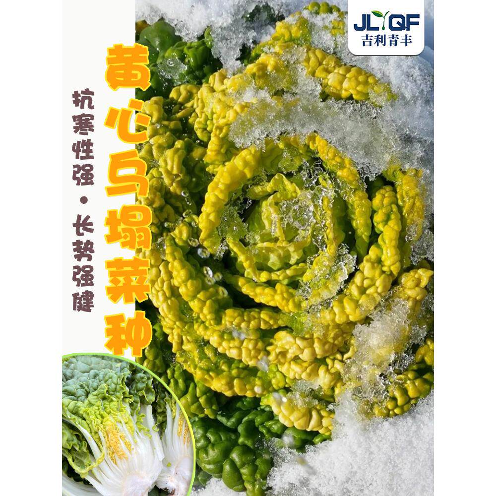 黄心乌塌菜籽雪里金花蔬耐
