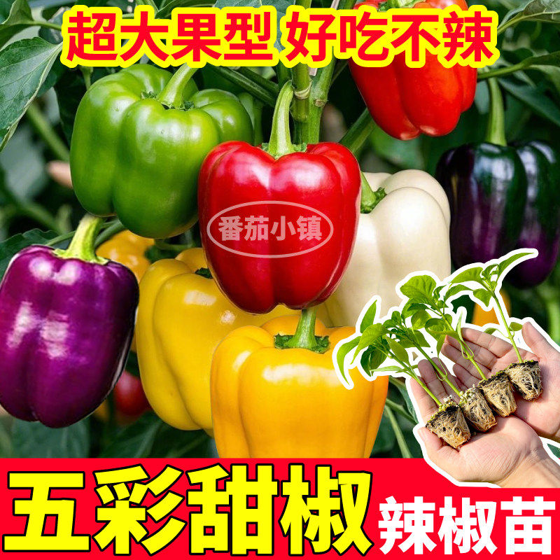 超大果五彩甜椒辣苗秧四季