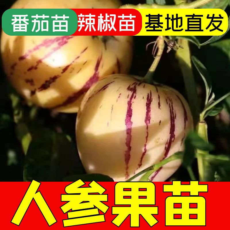 人参果秧苗正宗秧苗四季高产