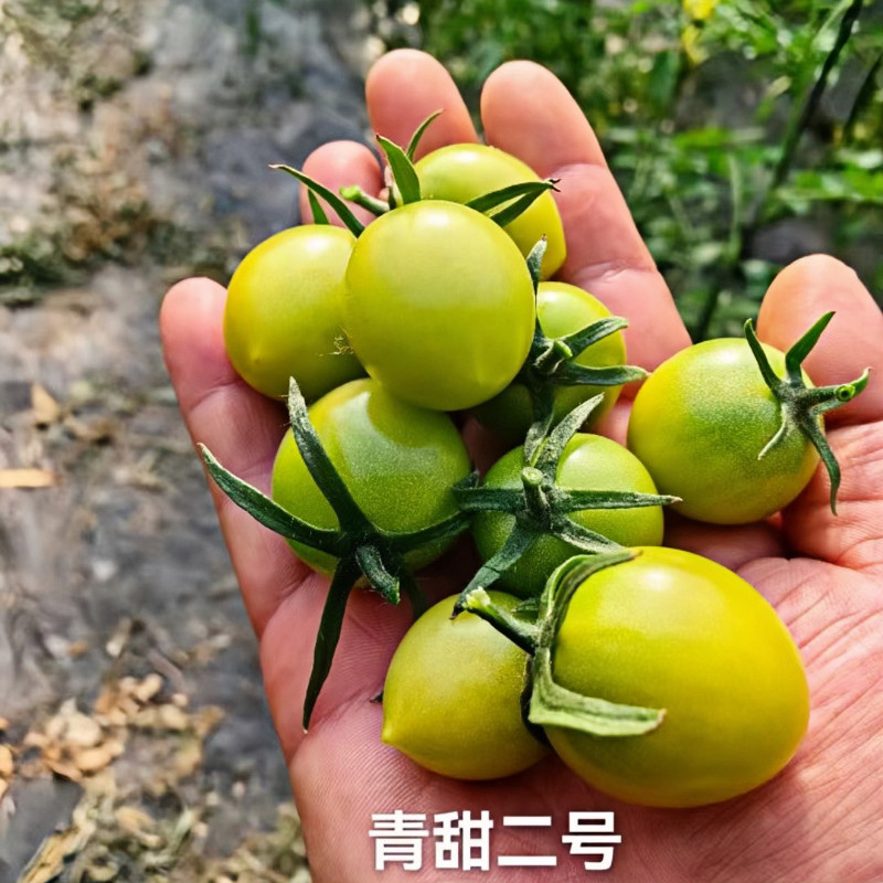 梦想青甜2号番茄种子F1高