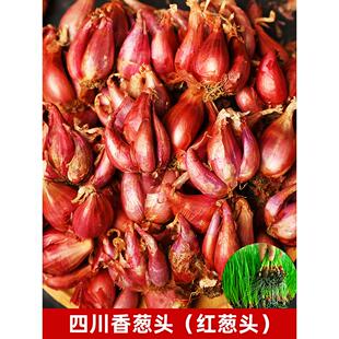 四季盆栽小香葱种头火葱红头葱苗种子种籽孑本地小葱红葱火葱头种