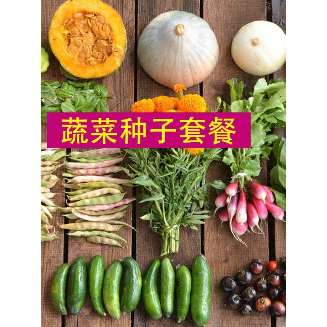 西葫芦蔬菜番茄黄瓜辣椒南