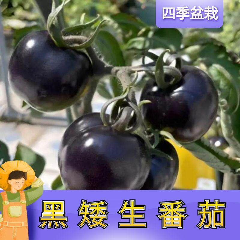 黑矮生番茄苗秧苗小番茄苗子种籽四季阳台盆栽庭院种植蔬菜苗高产