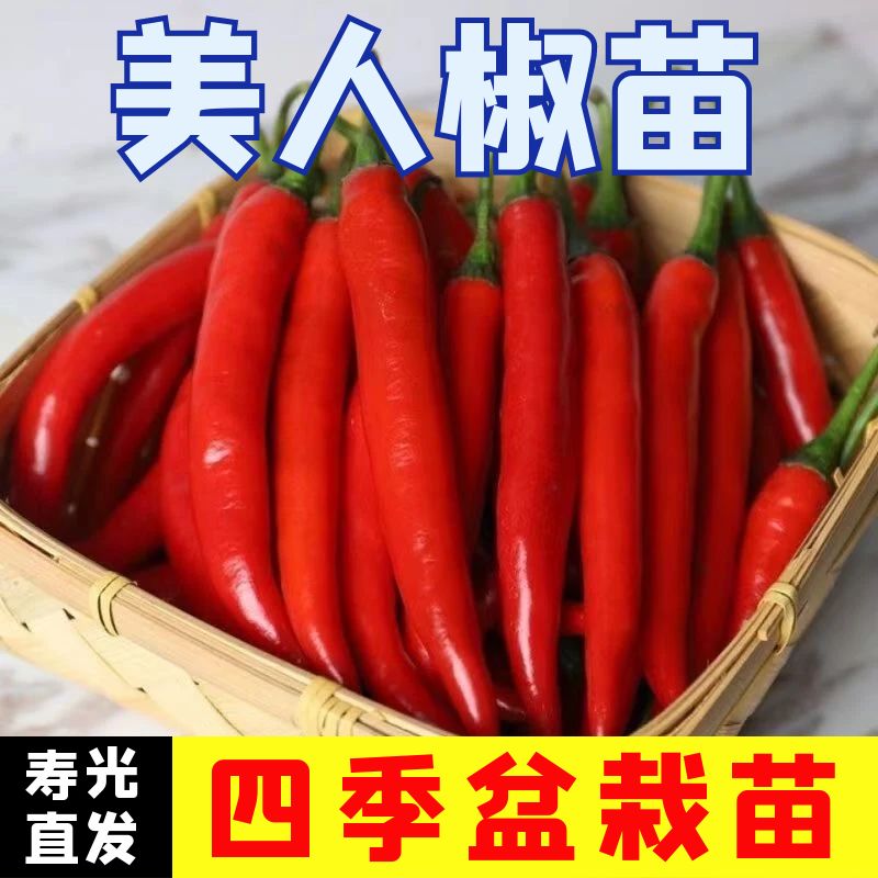 美人椒秧苗辣椒秧苗四季正宗秧苗