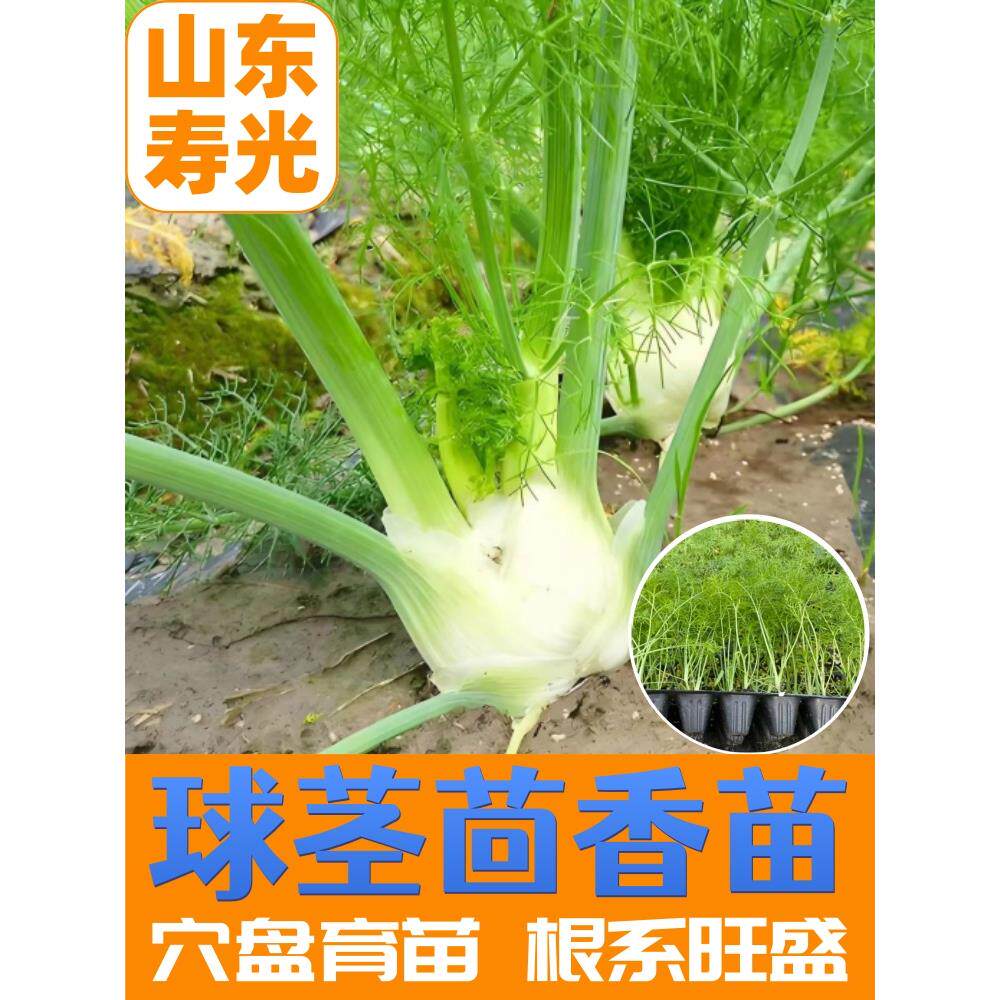 四季球茎茴香种苗结秧割茬