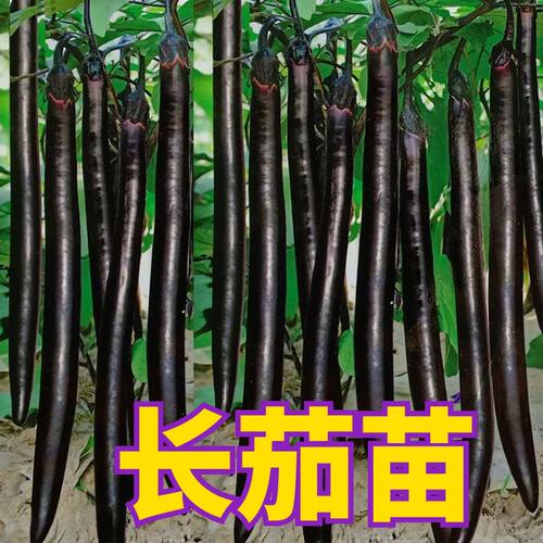 长茄秧苗长茄苗子四季盆栽阳台