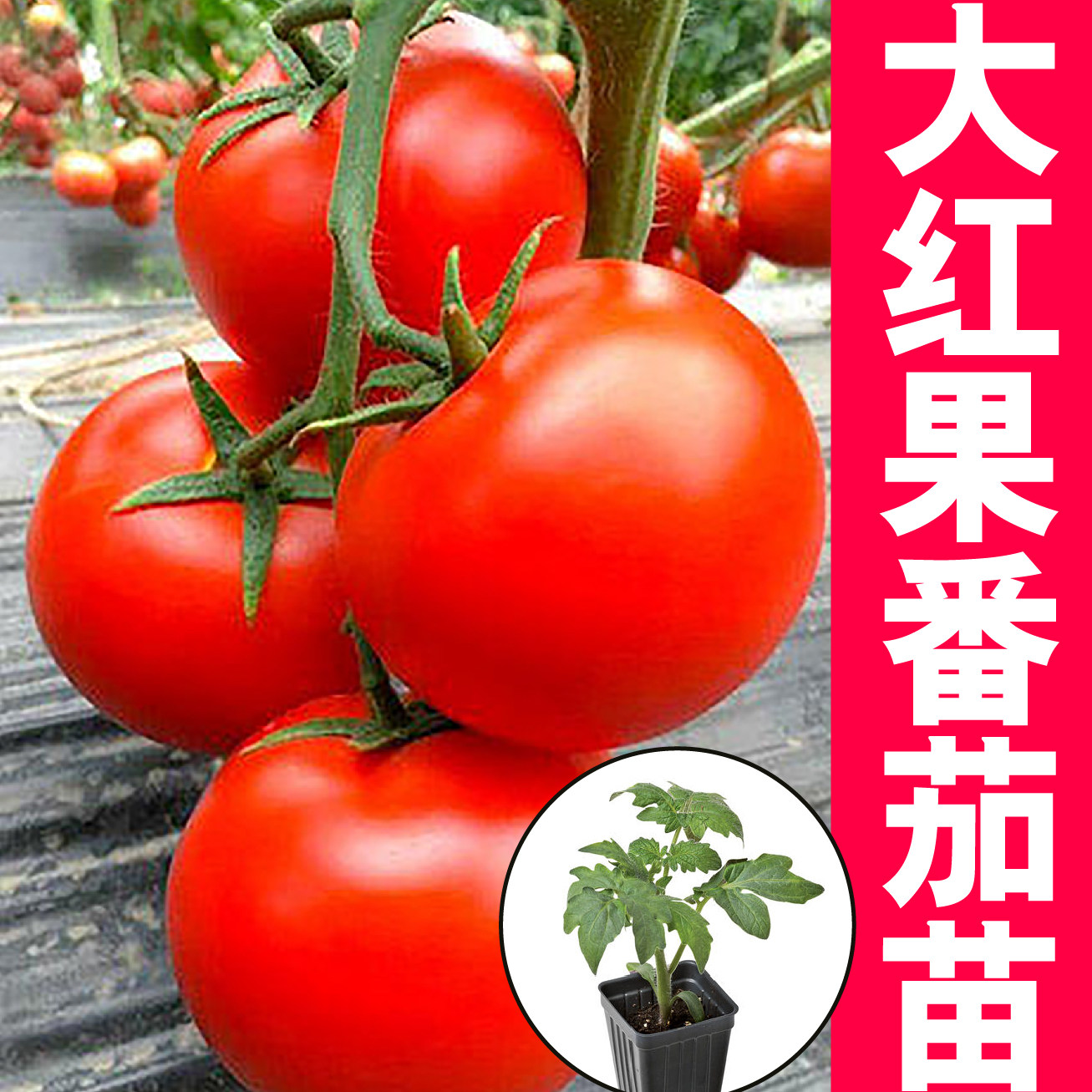 寿光大红果番茄苗秧石头硬