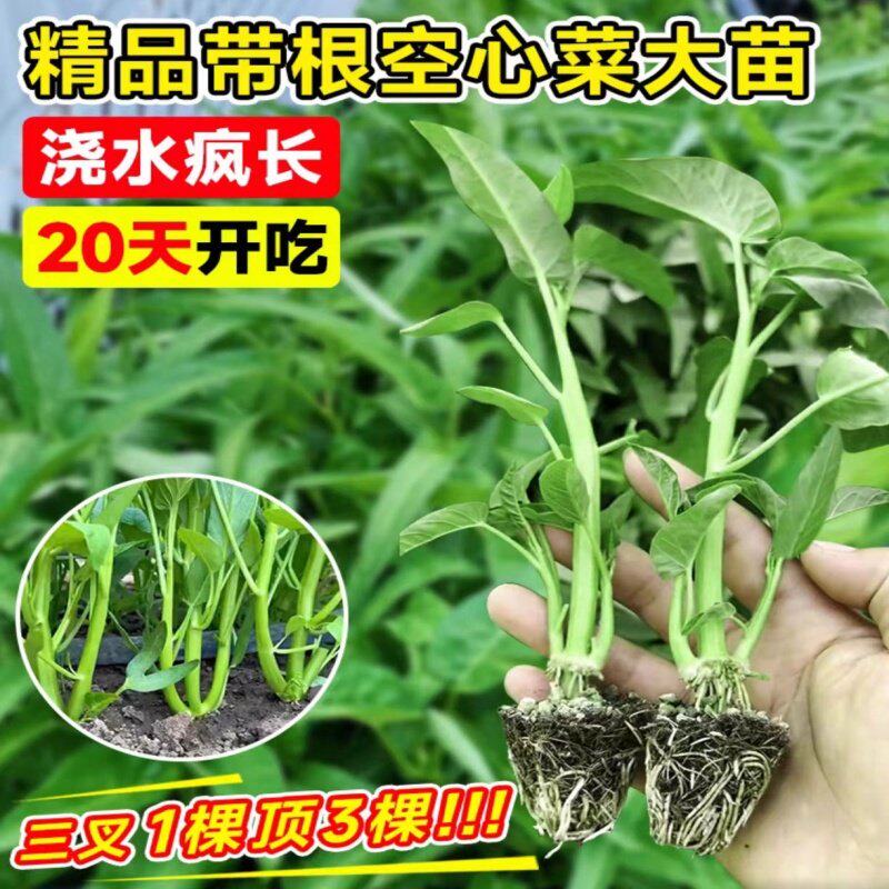 三叉空心菜茼茴香苗竹叶种