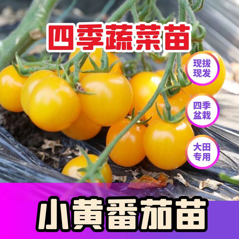 四季小黄番茄苗子阳台盆栽