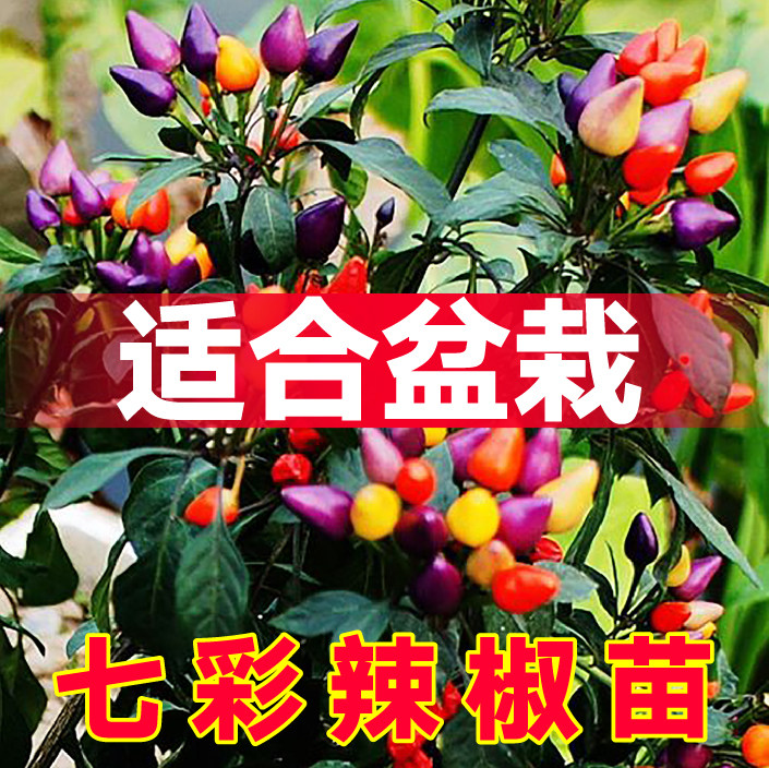寿光七彩小辣椒秧苗带土球