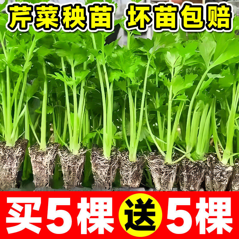 芹菜苗西子四季老品种皇后