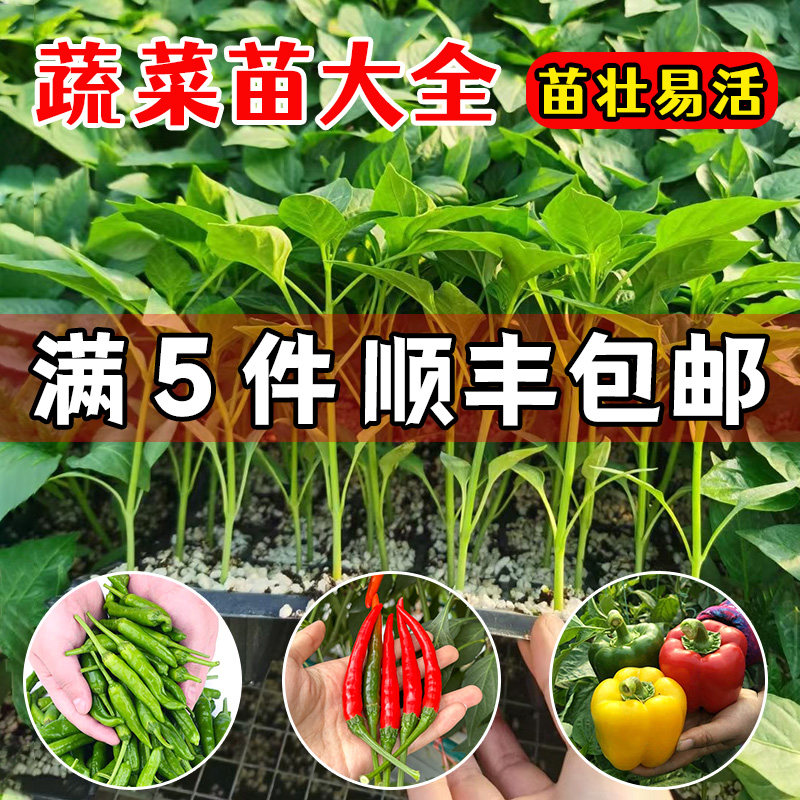 各种蔬菜苗幼番茄秧阳台盆