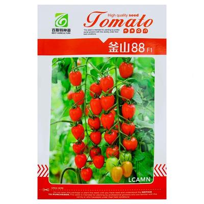 正宗釜山88圣女果番茄苗秧