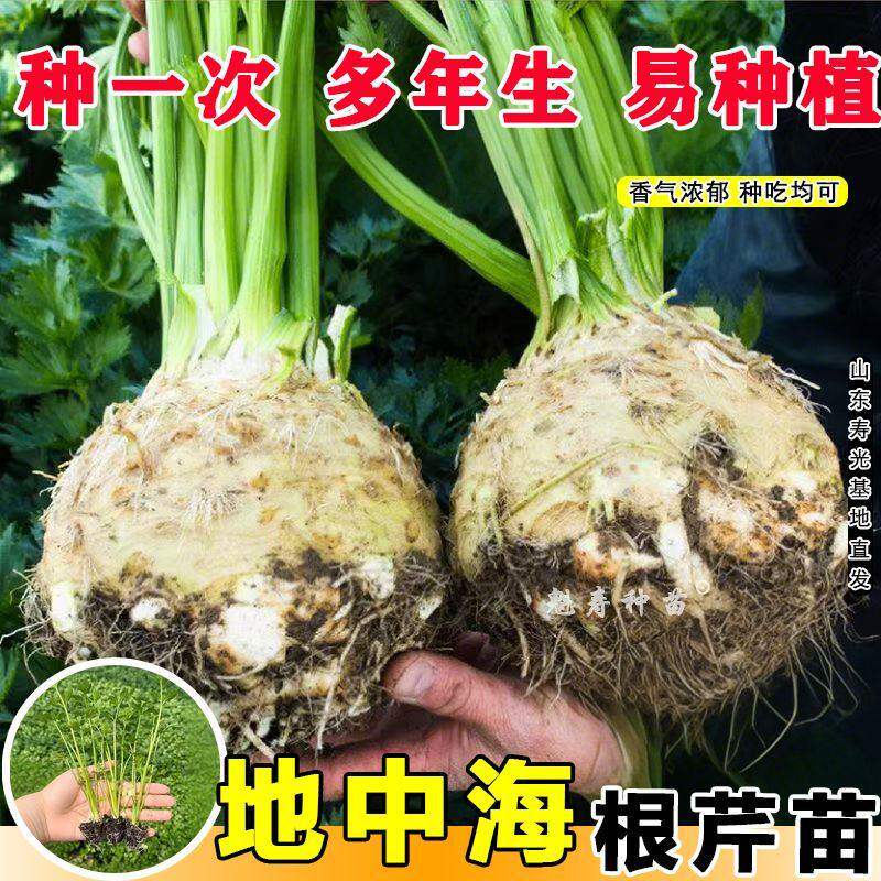 根芹苗种球茎食用耐寒四季