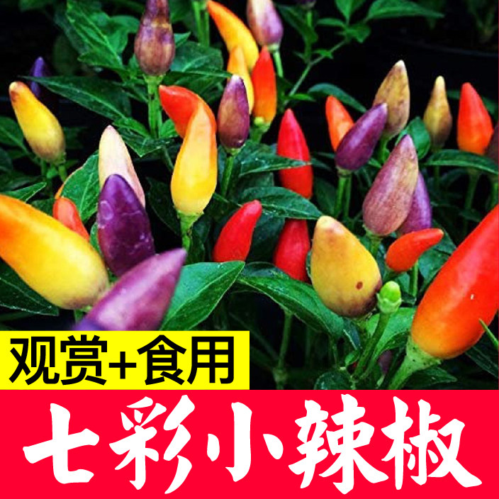 七彩多五六小尖椒辣苗秧种