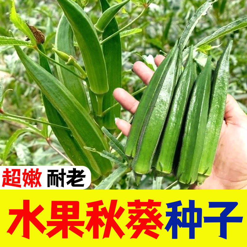 水果秋葵种子籽苗高产四季