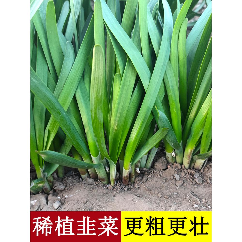 宽叶红根韭菜带土苗紫盆栽