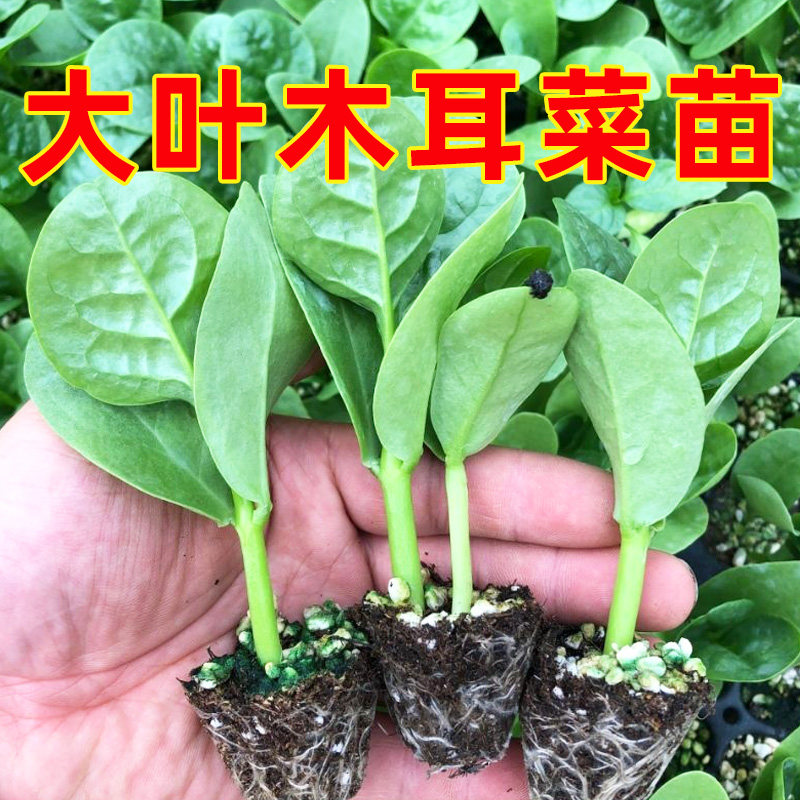大叶木耳菜苗爬藤小种子孑