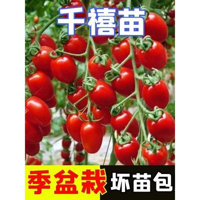 千禧圣女果苗四季小番茄秧