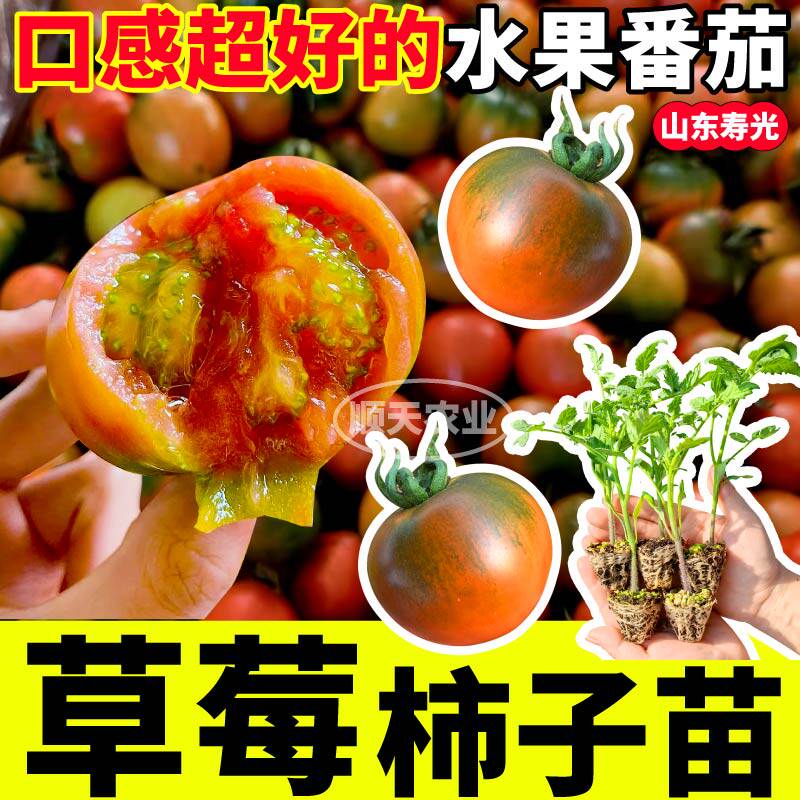 真好吃正宗草莓柿子秧苗带